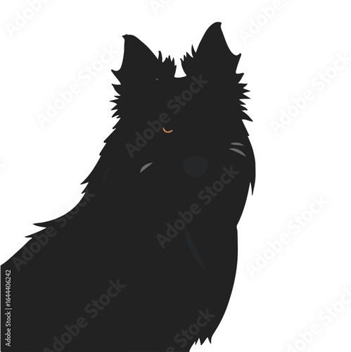 Scotch Collie Canine