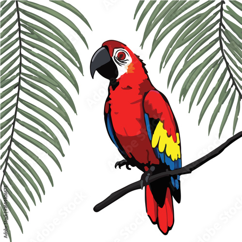 Scarlet Macaw Illustration