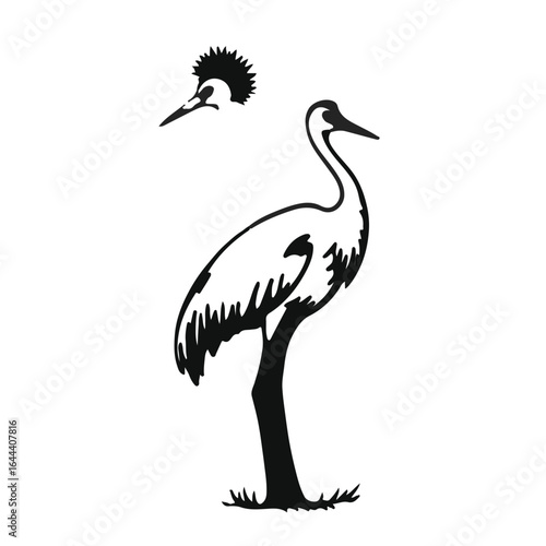 Sandhill Crane Wildlife