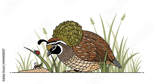 Illustration of a California Quail with Ladybug and Ant in a Grassy Field Outdoors Colorful Wildlife Scene Artwork