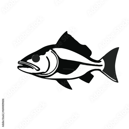 Black Snook Fish Animal