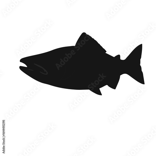 Black Sea Trout Animal