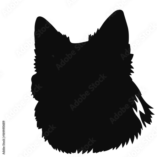 Black Schipperke