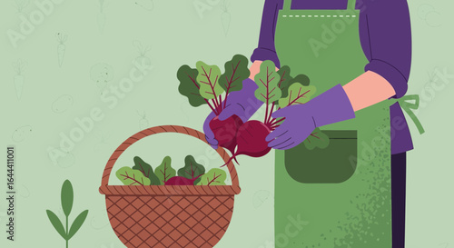 Illustration of a person harvesting beets and placing them in a basket for fresh produce