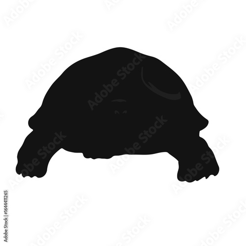 Russian Tortoise