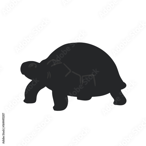 Russian Tortoise Illustration