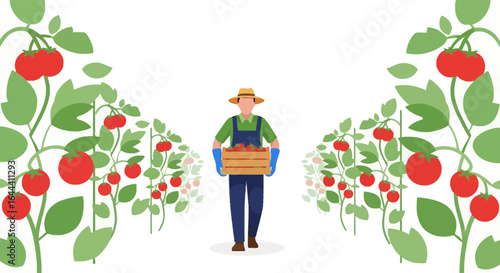 Illustration of a farmer harvesting tomatoes in a field with tomato plants on both sides illustration