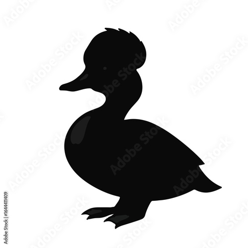 Ruddy Duck