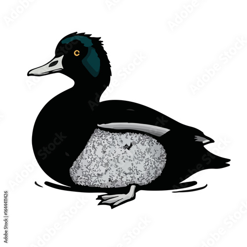 Ruddy Duck Illustration