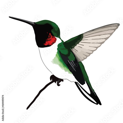 Ruby-Throated Hummingbird in Flight