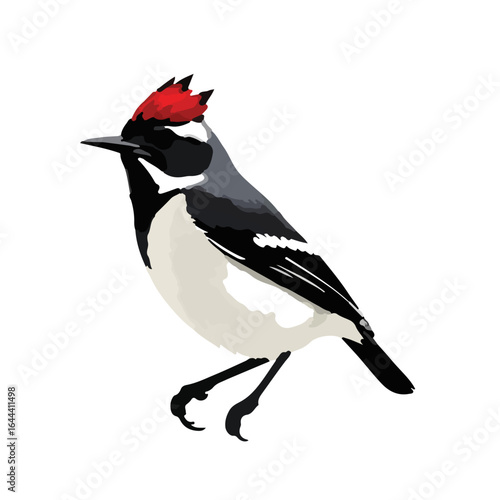 Ruby-Crowned Kinglet Photo