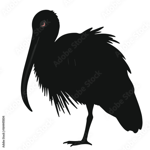 Roseate Spoonbill Image