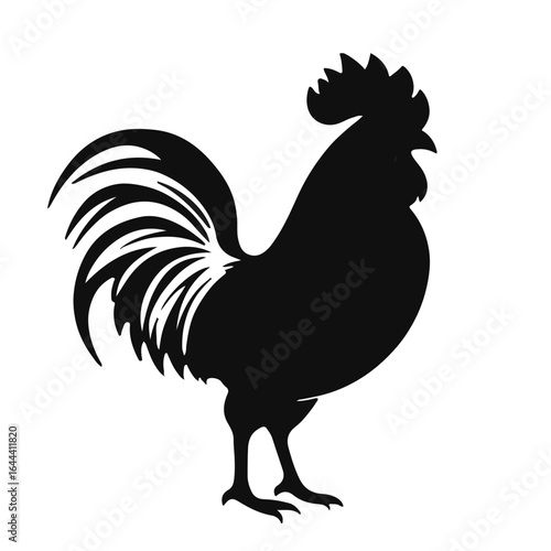 Black Rooster Animal