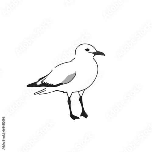 Ring-billed Gull Illustration
