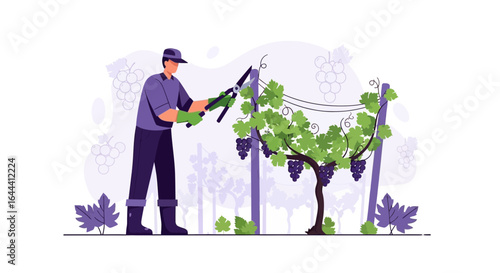 Illustration of a gardener pruning a grape vine in a vineyard on a sunny day