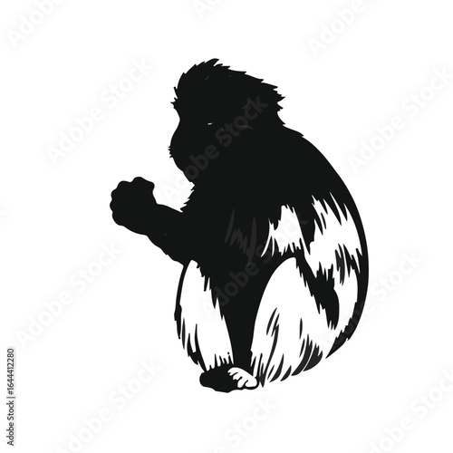 Rhesus Macaque Monkey