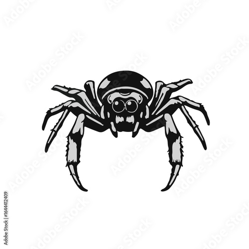Jumping Spider Photograph