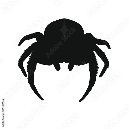 Regal Jumping Spider