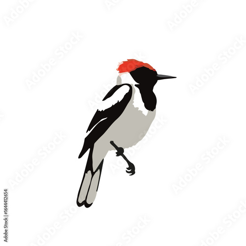 Red-Tailed Cuckoo Bumblebee