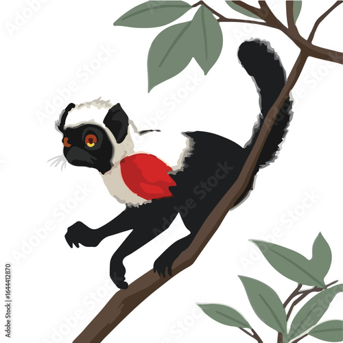 Red-Handed Tamarin Photograph