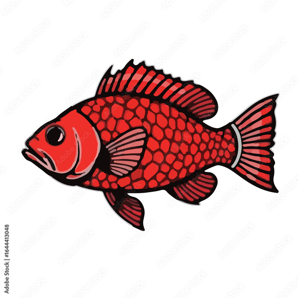 Fototapeta premium Red Drum Fish illustration
