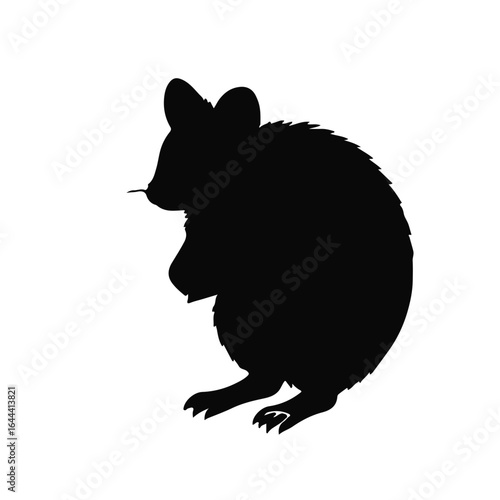 Black Quokka