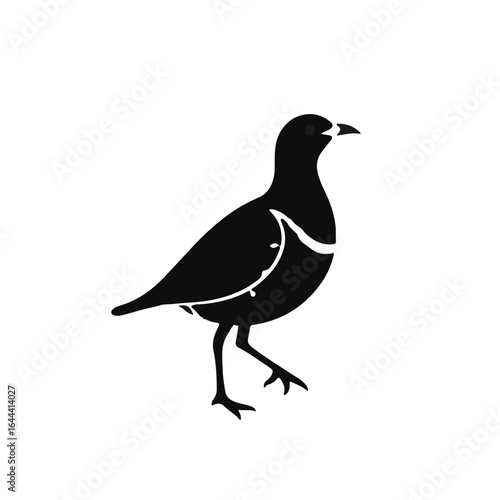 Black Quail Animal