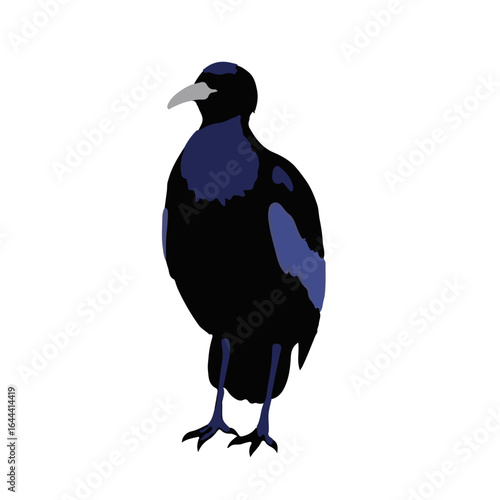 Purple Gallinule Illustration