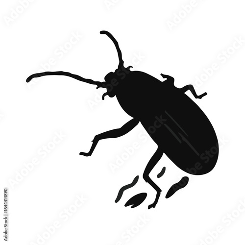 Powderpost Beetle Image