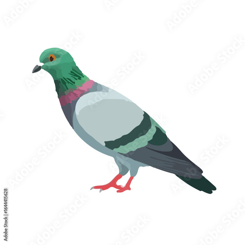 Pink-Necked Pigeon Animation