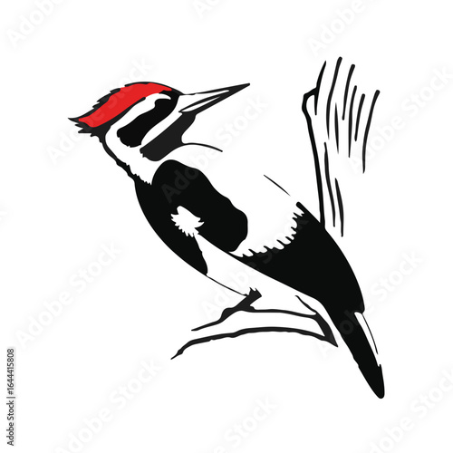 Pileated Woodpecker Image