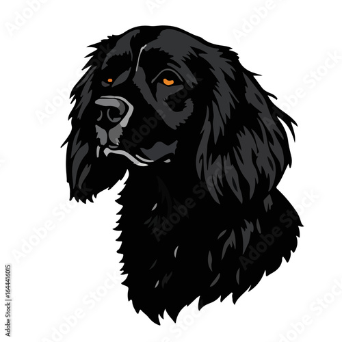 Picardy Spaniel Illustration