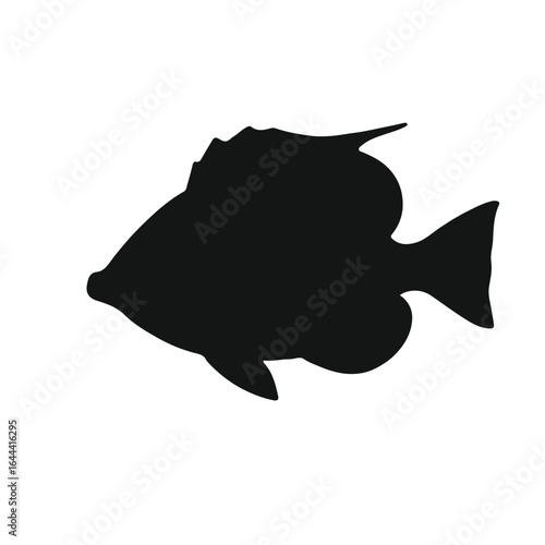 Peppermint Angel Fish