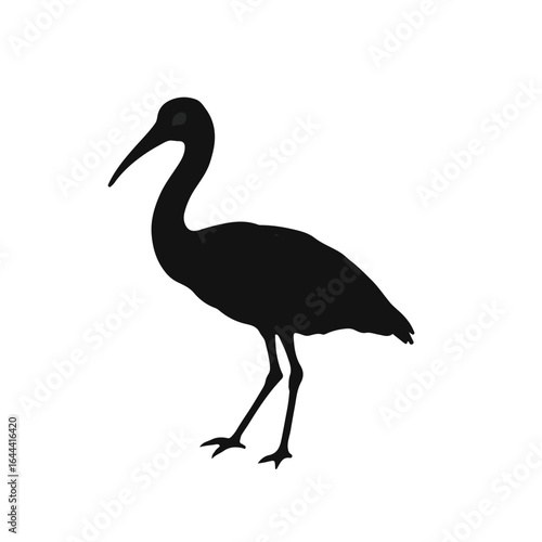 Pelagornithidae Species