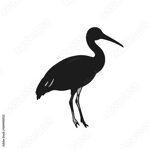 Pelagornithidae Species