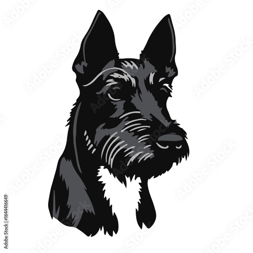 Patterdale-Terrier-Photograph