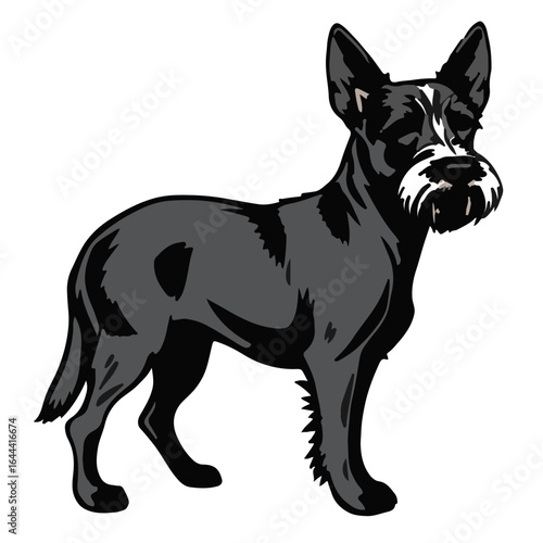 Patterdale Terrier Image