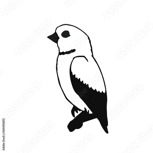 Parrotlet Black Animal