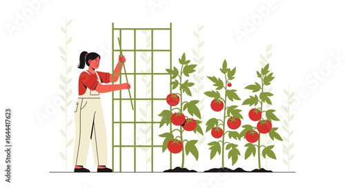 Illustration of a woman gardening tomatoes using a trellis for support and growth enhancement in an organic vegetable garden