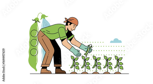 Illustration of farmer harvesting pea plants in a field with pea pods on the side showing sustainable agriculture and local farming