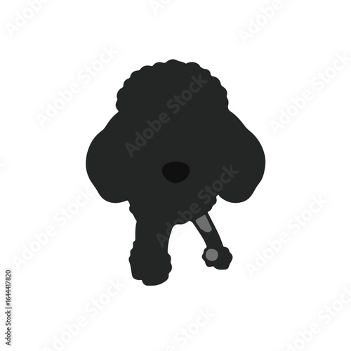 Black Poodle Pet Animal