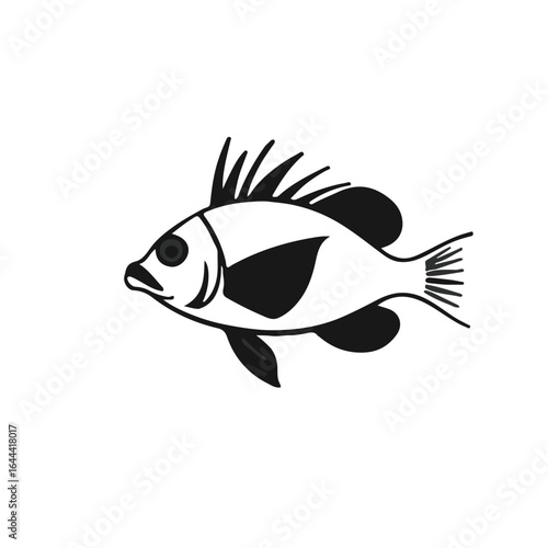 Black Pinfish Animal