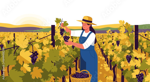 Illustration showcasing a female harvester gathering ripe grapes in a vineyard during the autumn season