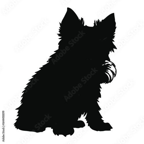 Norwich Terrier