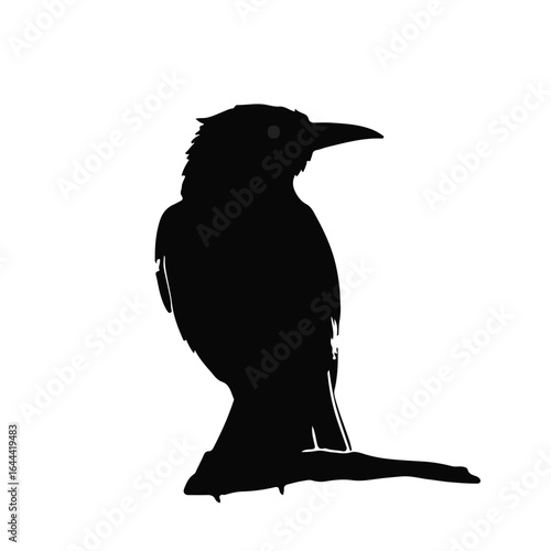 Nightjar - Black Animal