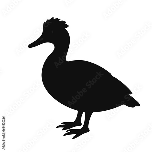 Muscovy Duck Illustration