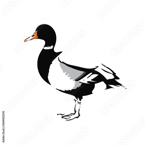 Muscovy Duck Illustration