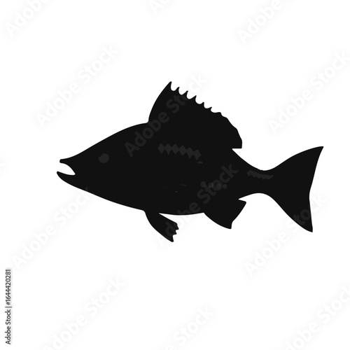 Mullet Fish Illustration