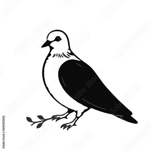 Mourning Dove Illustration