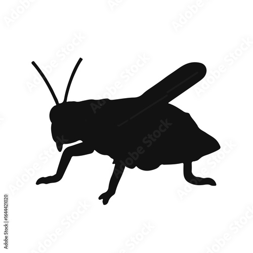 Mole Cricket Animal